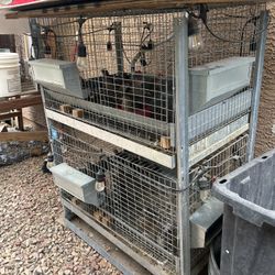 Quails Coop