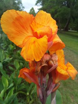 Canna lilly plants