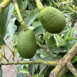 Avocado Trees