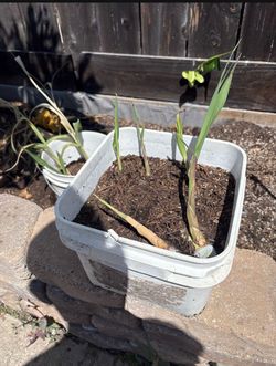 Live Sugar Cane Starts Plant