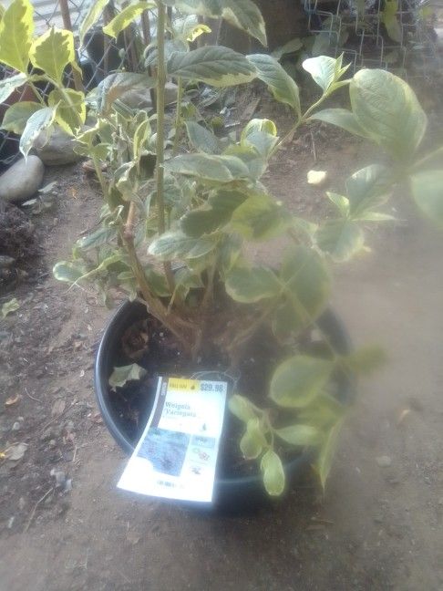 Potted Plants/Hanging Pots