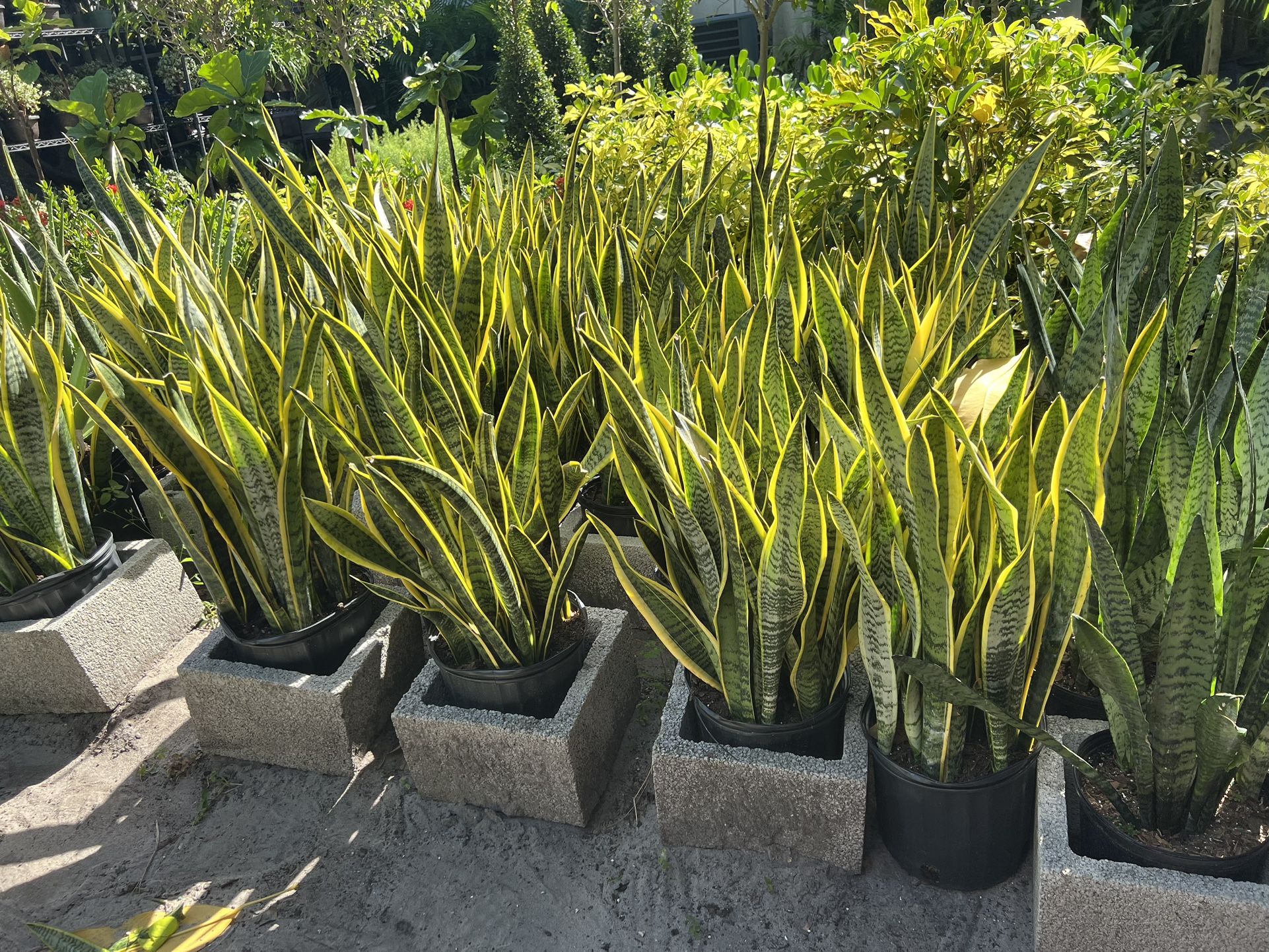 Snake Plants In 3 gls Pot. SPECIAL PRICEš¤©