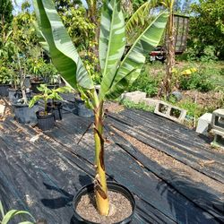 Florida Variegated Banana Plant 5 Ft Tall 
