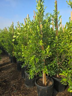 Indian Laurel