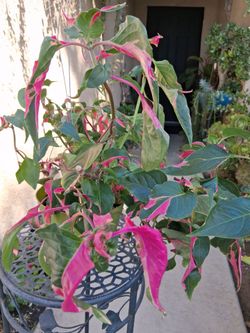 Party Time "Alternanthera Ficoidea " Plant $40