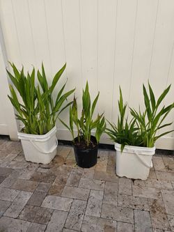 3 for $25 Yellow Canna Lilly