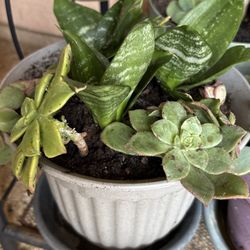 Mini Snake Plants With Pinwheels