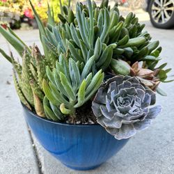 Succulent Plant Variety in Blue Pot