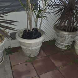 Pots With Plant