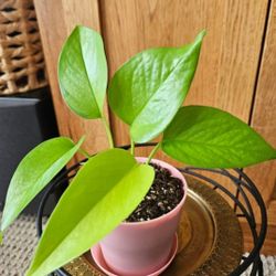 Neon Potho (Pink Pot-B)