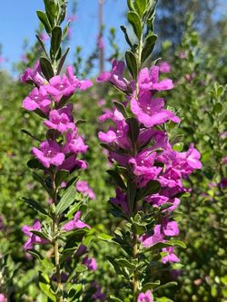Texas Ranger plant