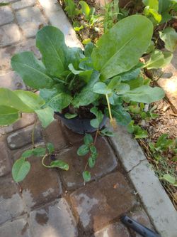 Plantas medicinales