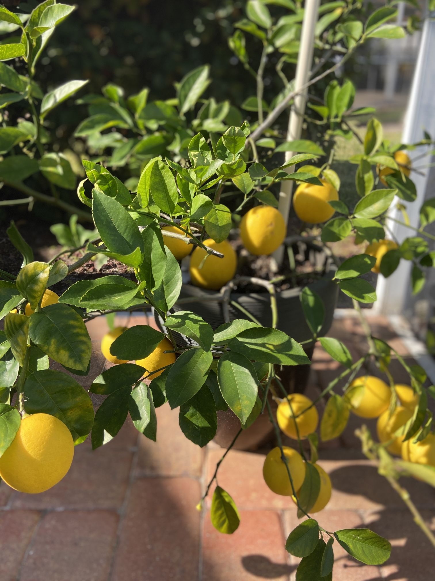 Meyer Lemon 🍋