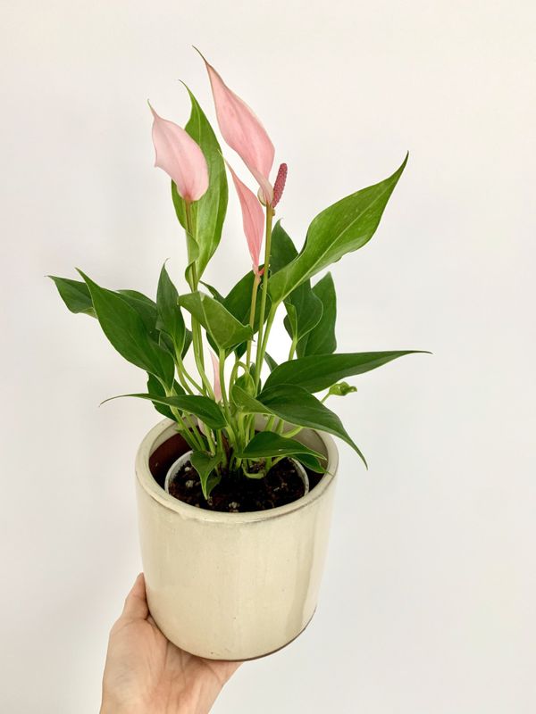 Rare pink peace lily plant for Sale in Los Angeles, CA OfferUp