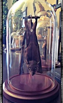 Hanging Taxidermy Bat In A Dome – Ready To Fly Position - Oddities