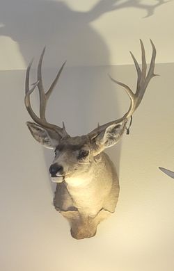 Mule Deer Shoulder Mount