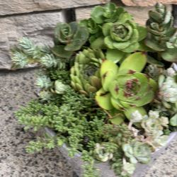 Live outdoor succulent arrangement in gray ceramic pot