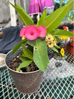 Potted Crown Of Thorns!