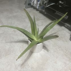 Homegrown Green Aloe In White Ceramic Pot 