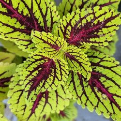 Coleus Flower Plants, 1ft+ Tall, Bushy, Light Purple Flowers
