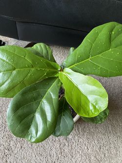 Fiddle Leaf Fig Plant Natural