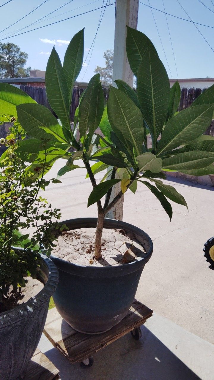 White Plumeria Trees & Plants