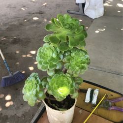 Aeuniums Plants