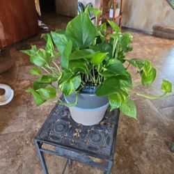 Healthy Pothos In New 8in Ceramic Pot 