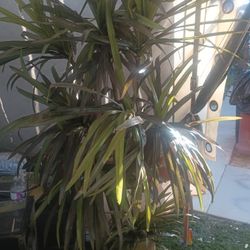 Palmera 🌴 