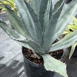 7 Gallons Blue Agave - Hardy Sun-Loving Desert Succulent