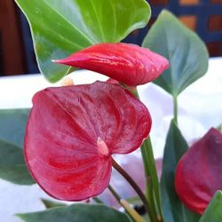 Anthurium Red 4in