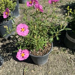 Rock Rose Bush 5gallon 