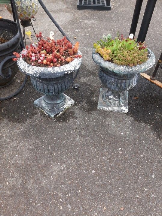 Urns With Succulents $15 Each Or $25 Pair