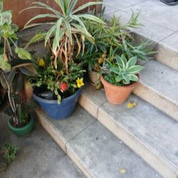 Plants For Sale All Different Prices 