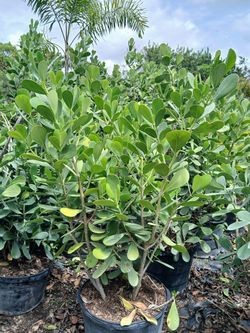 Clusia Hedges 5'ft $40