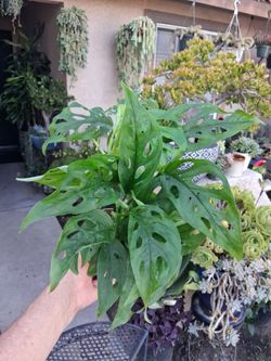 Monstera Swiss Cheese "Adansonii " Plant $18