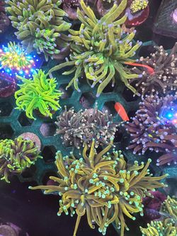 Fake saltwater corals