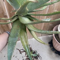 Aloe Vera /  Savila