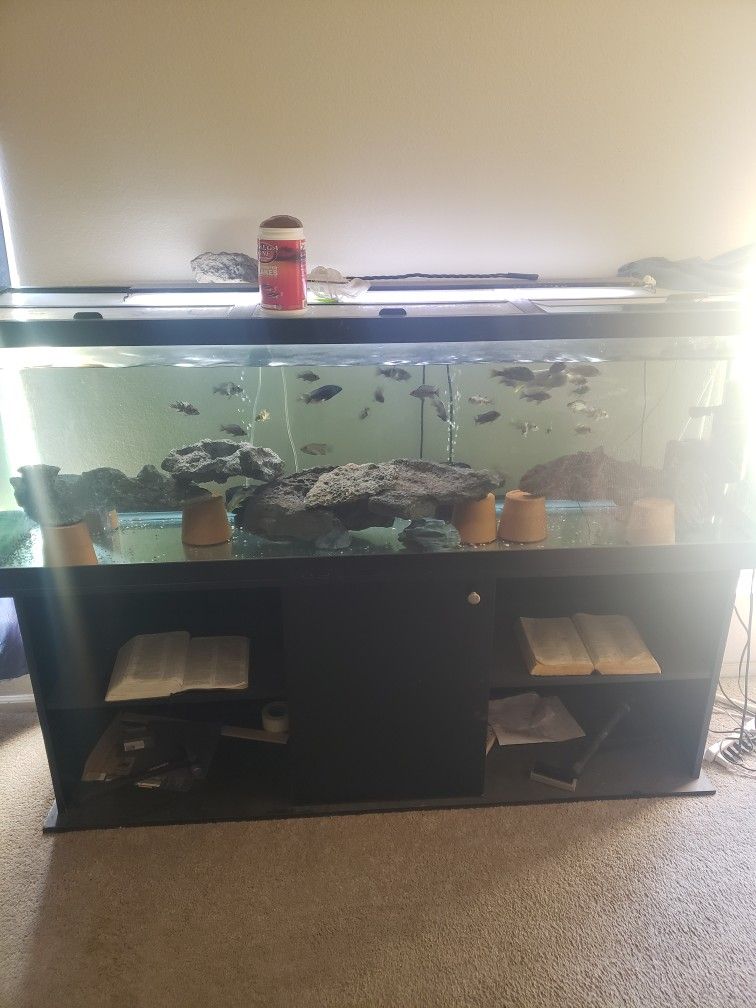 125 Gallon Fish Tank No Leaks No Cracks In Great Condition Im Asking 500 I'm Firm On My Price