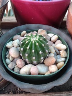 Succulent and cacti. All types. Aloes blue agave
