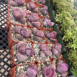 Loving Rock In 3” Pots $8 Each 