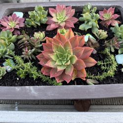 Potted Succulent