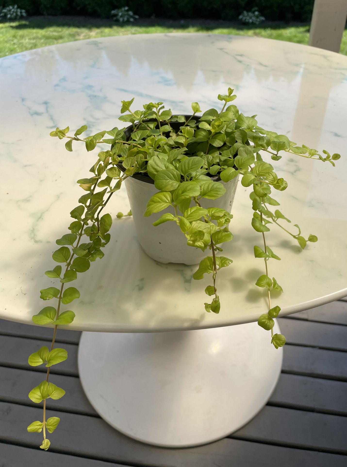 Golden Creeping Jenny ‘Aurea’ Lysimachia Nummularia (Outdoor & Indoor Live Plant)
