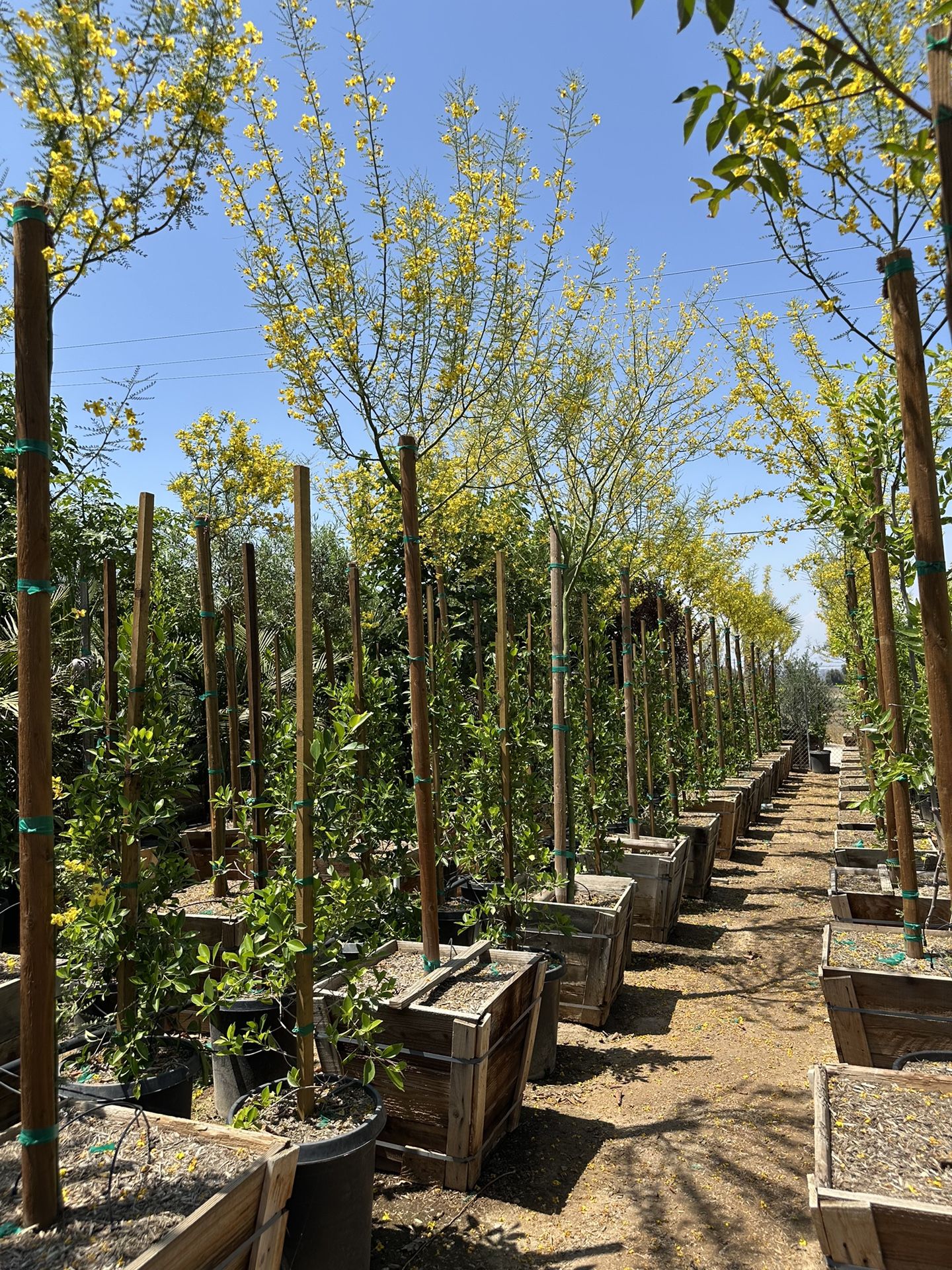 Palo Verde Tree 24”box