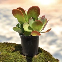 Kalanchoe Paddle Plant Beautiful Succulent Super Mario World Plant 