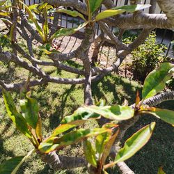 Free plumeria cuttings