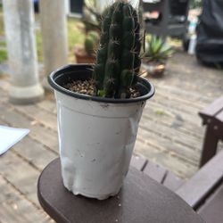 4” Cactus Plant $5