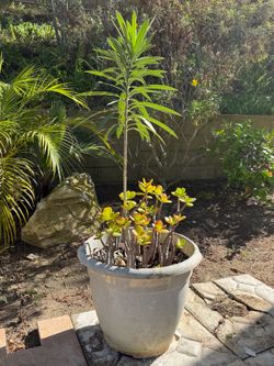 Jade Plant with Oleander