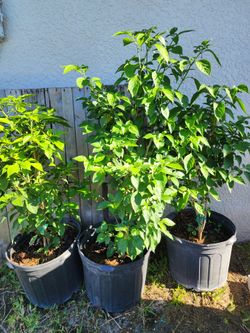 Planta de aji cachucha