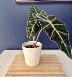 Alocasia Polly Houseplant with White Ceramic Pot